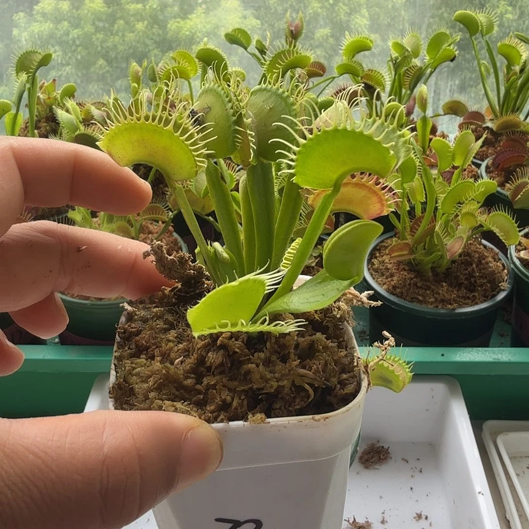 无花朵0032白盆捕蝇草b52