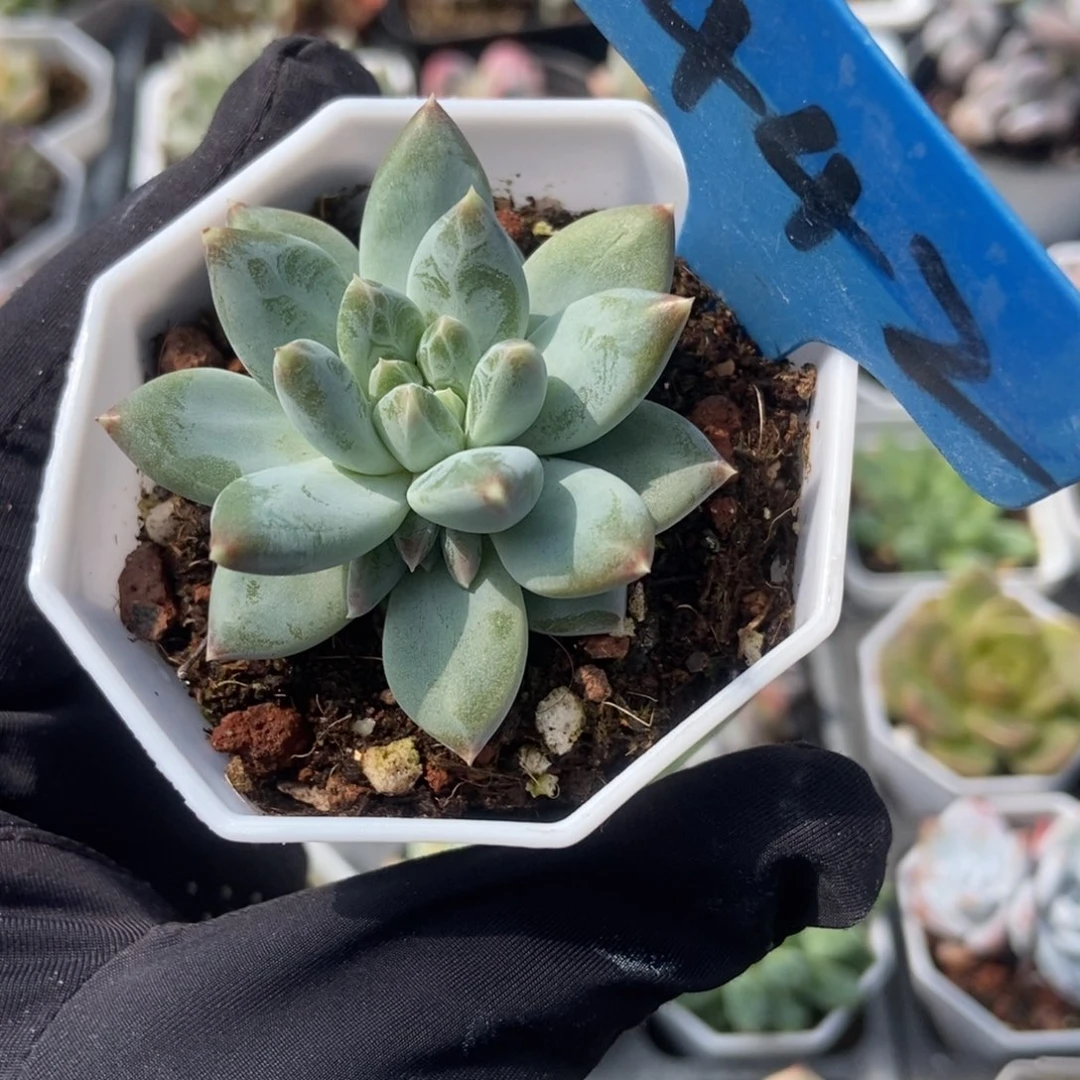 442伊丽莎白多肉植物保护