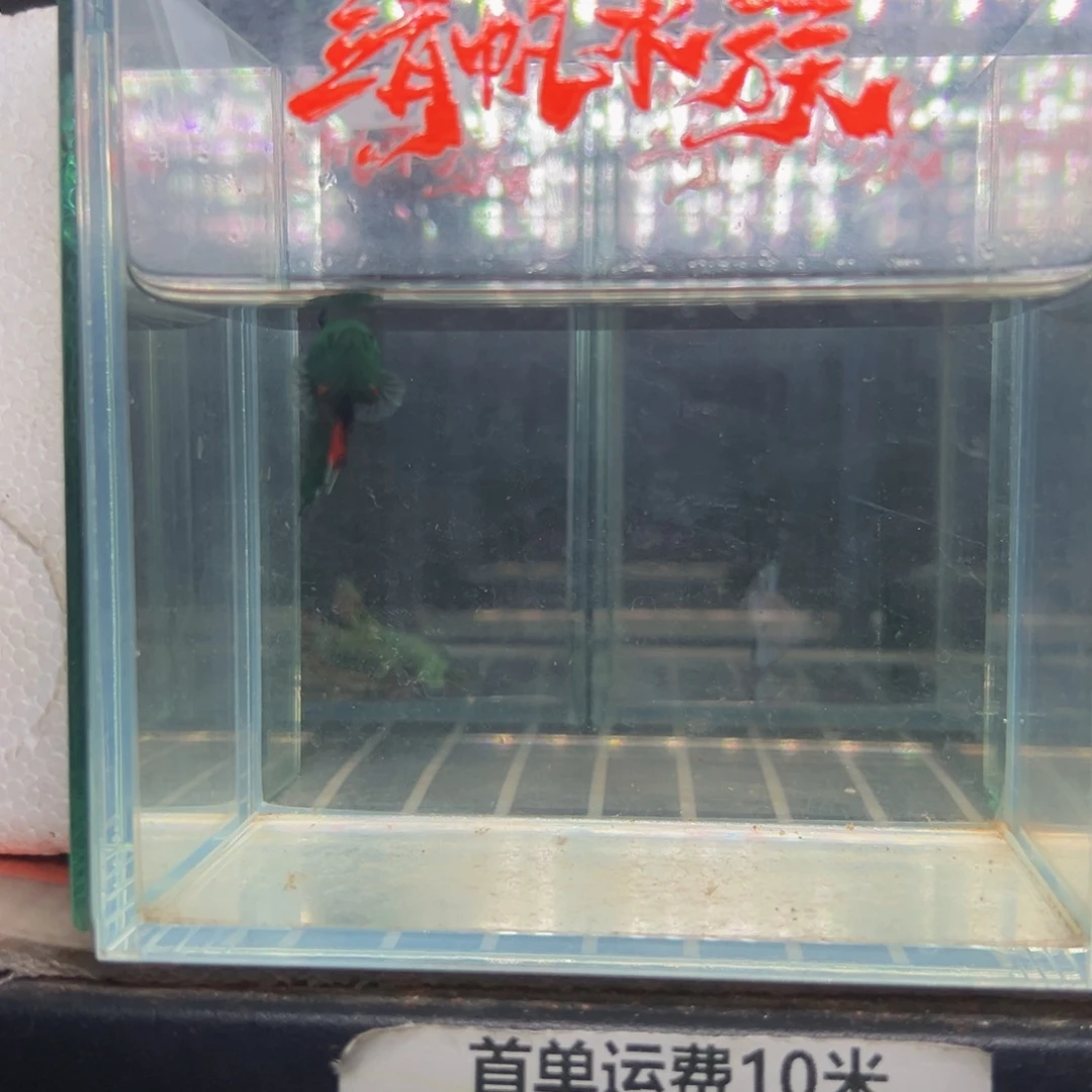 海水热带鱼斗鱼16号