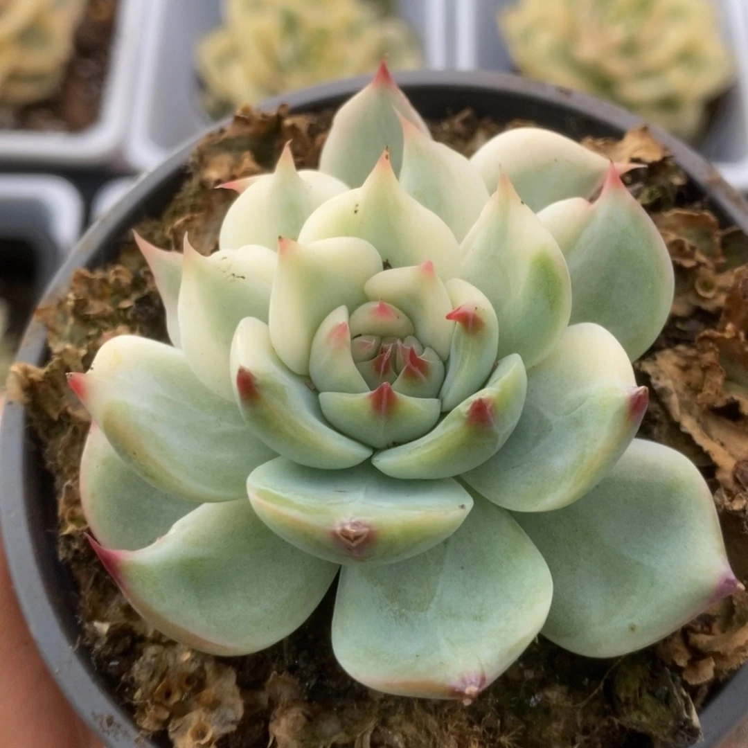 028锦锦锦锦锦锦锦锦