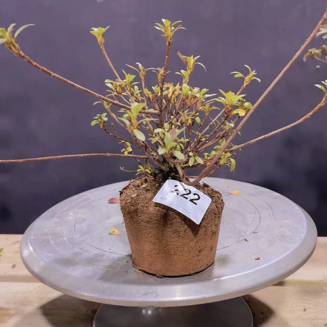 红陶灼**华直播时间一直一直