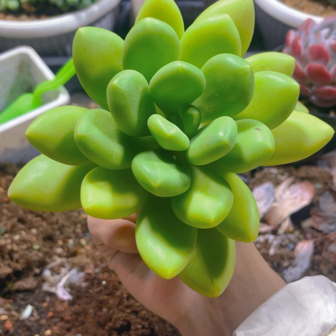 ****友芒果奶多肉植物一棵