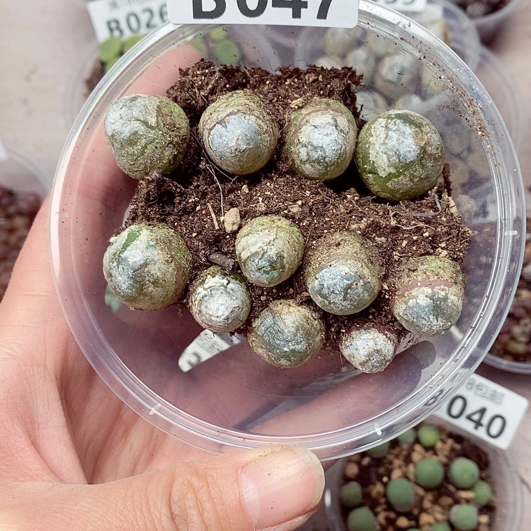 47咯啦咯哦哦哦哦