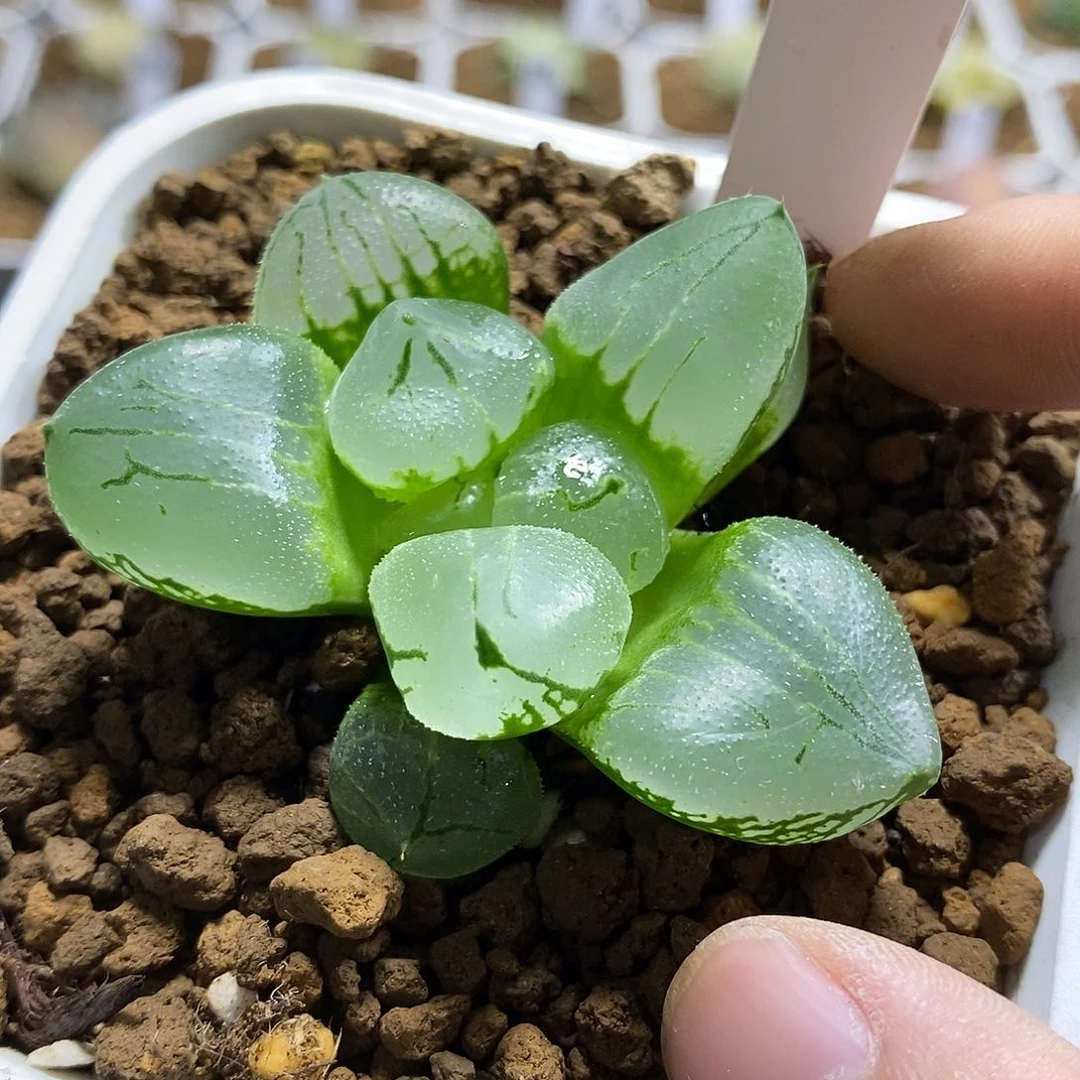 77虞美人哈哈哈哈哈哈