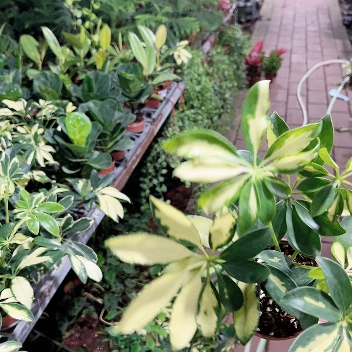 年***华完全开放382花叶鸭脚木