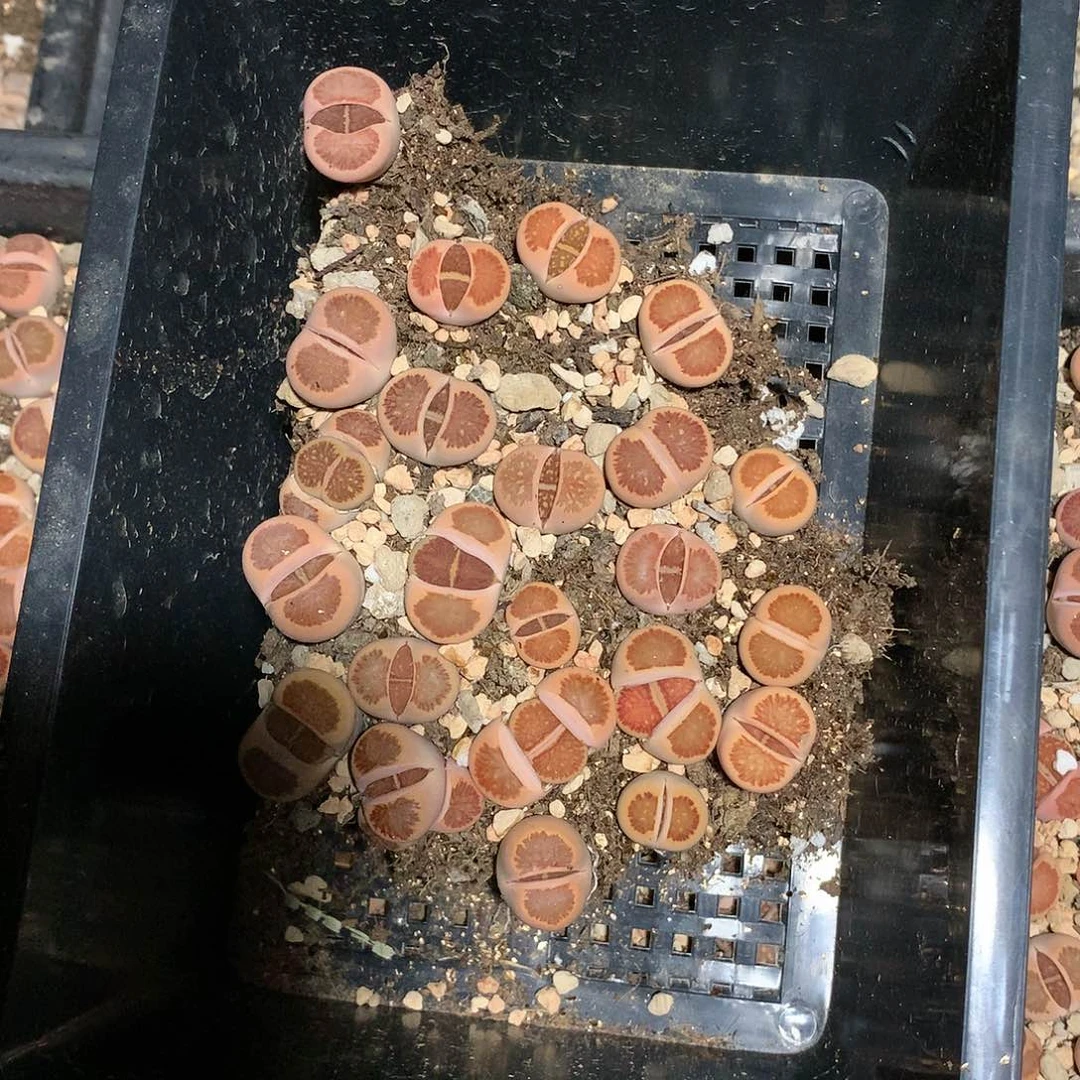 绿**、K207多肉植物保护