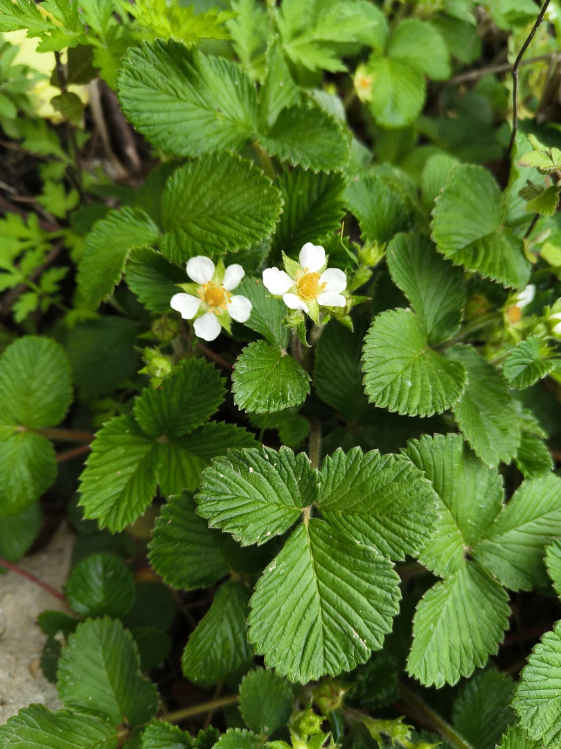 大山里的野草莓，白萢
