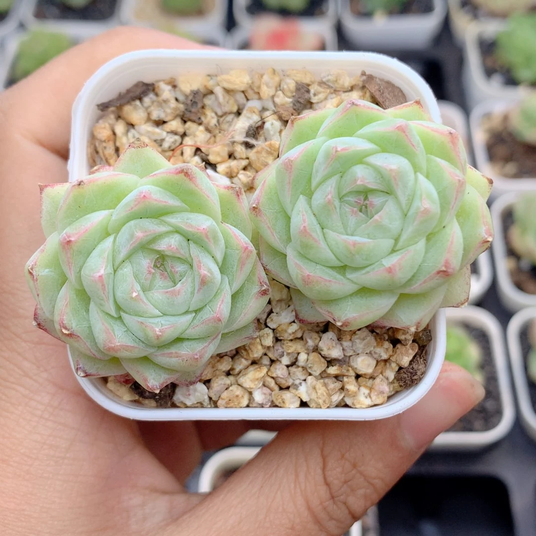 58包邮  群生不包整96