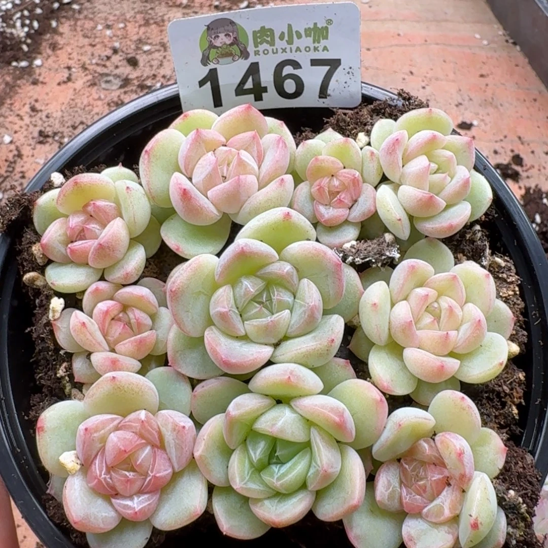 多肉植物多肉植物