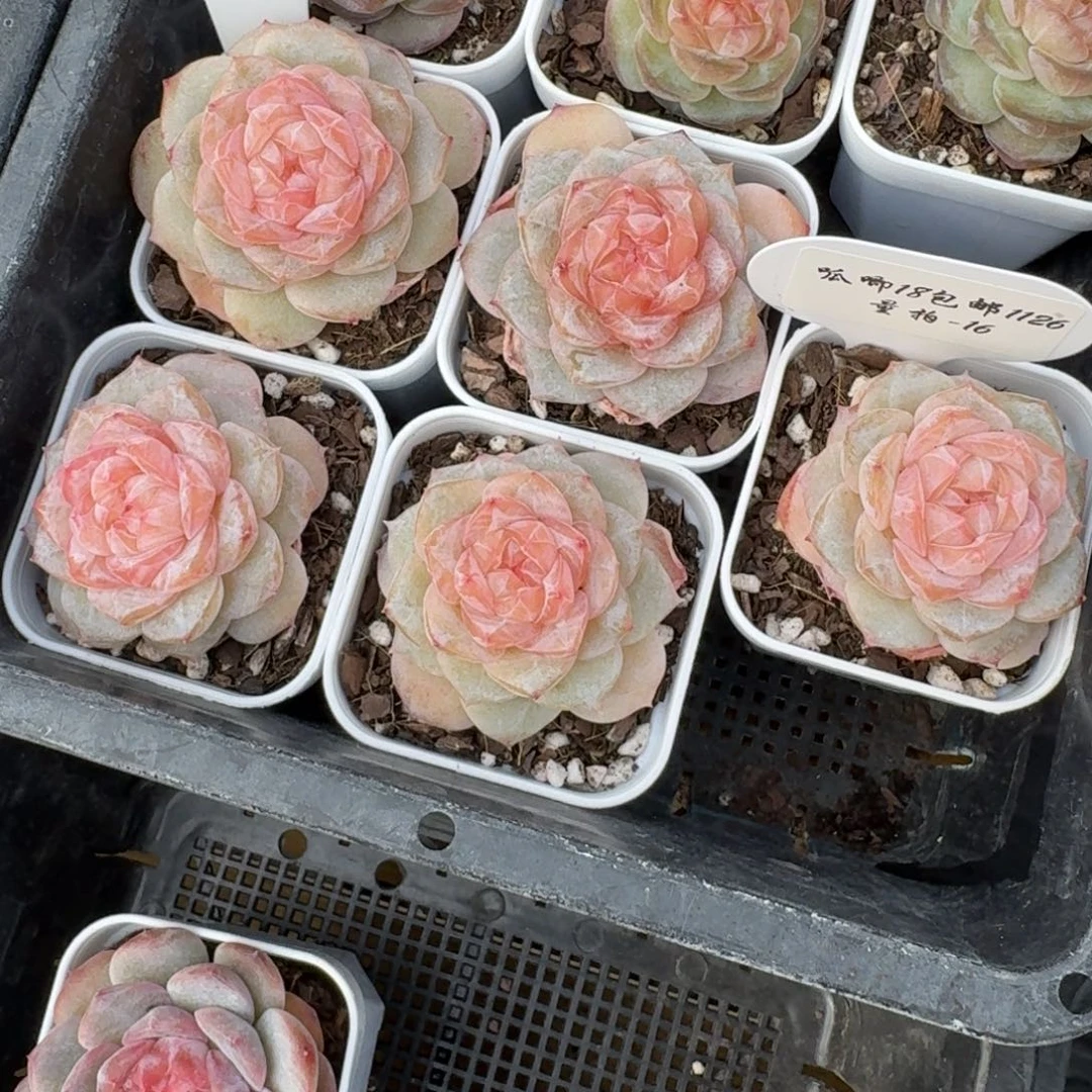 1126-016-莫妮卡一颗量拍