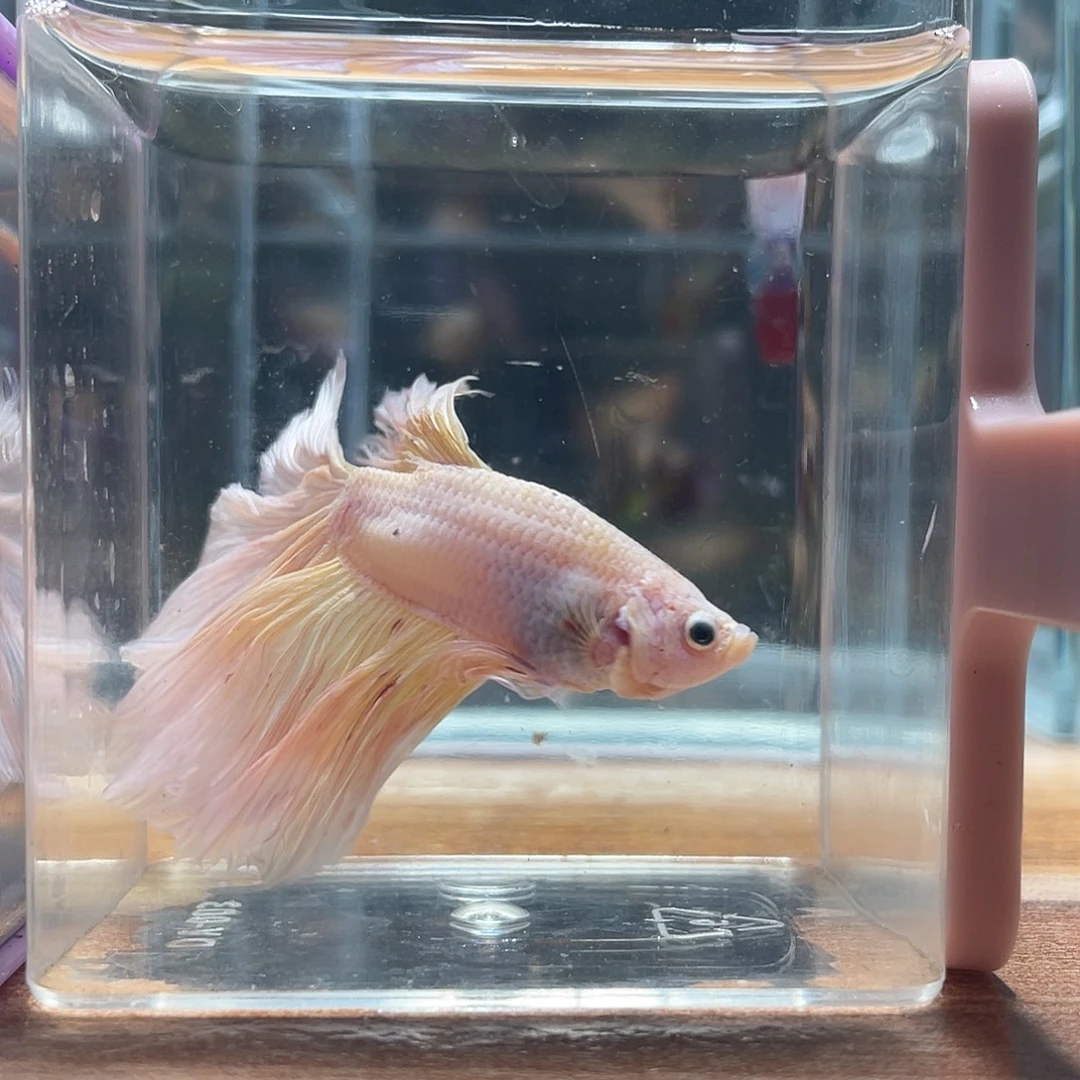斗鱼可博泰斗092618