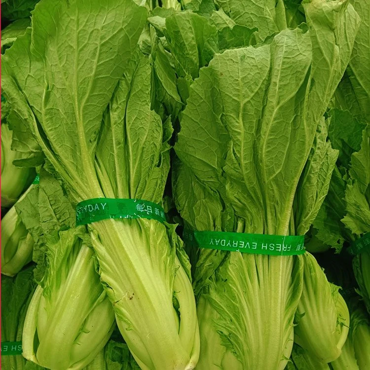 云南新鲜青菜包心芥菜春菜贵州大叶芥菜可腌制芥菜疙瘩酸菜