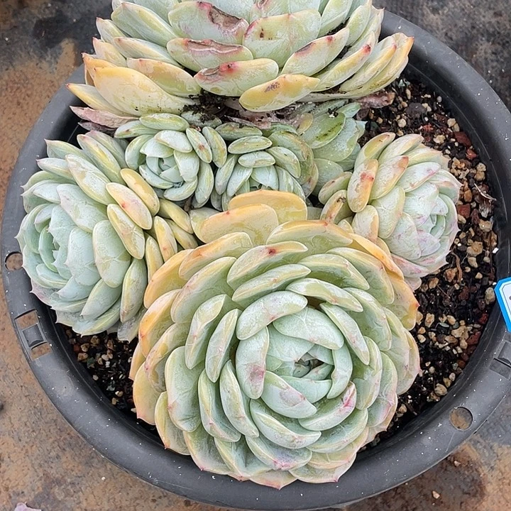 陆***子970劳林 一物一拍多肉