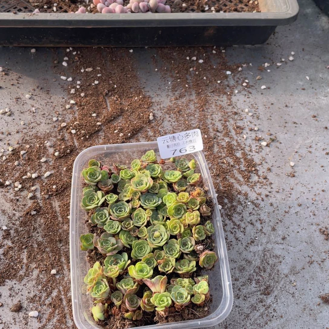 云糖心多肉植物763