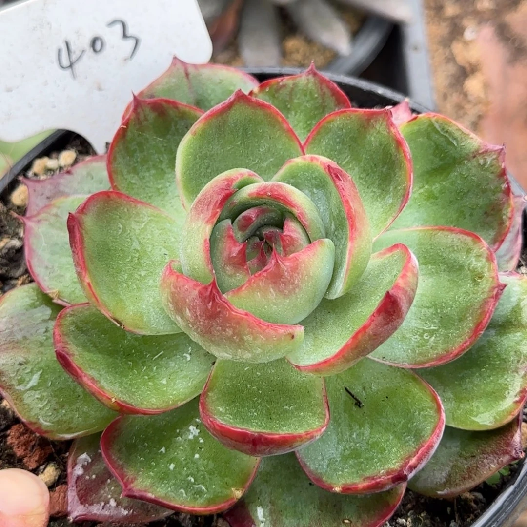 玫瑰惊鸿一物一拍包装收缩花旱403