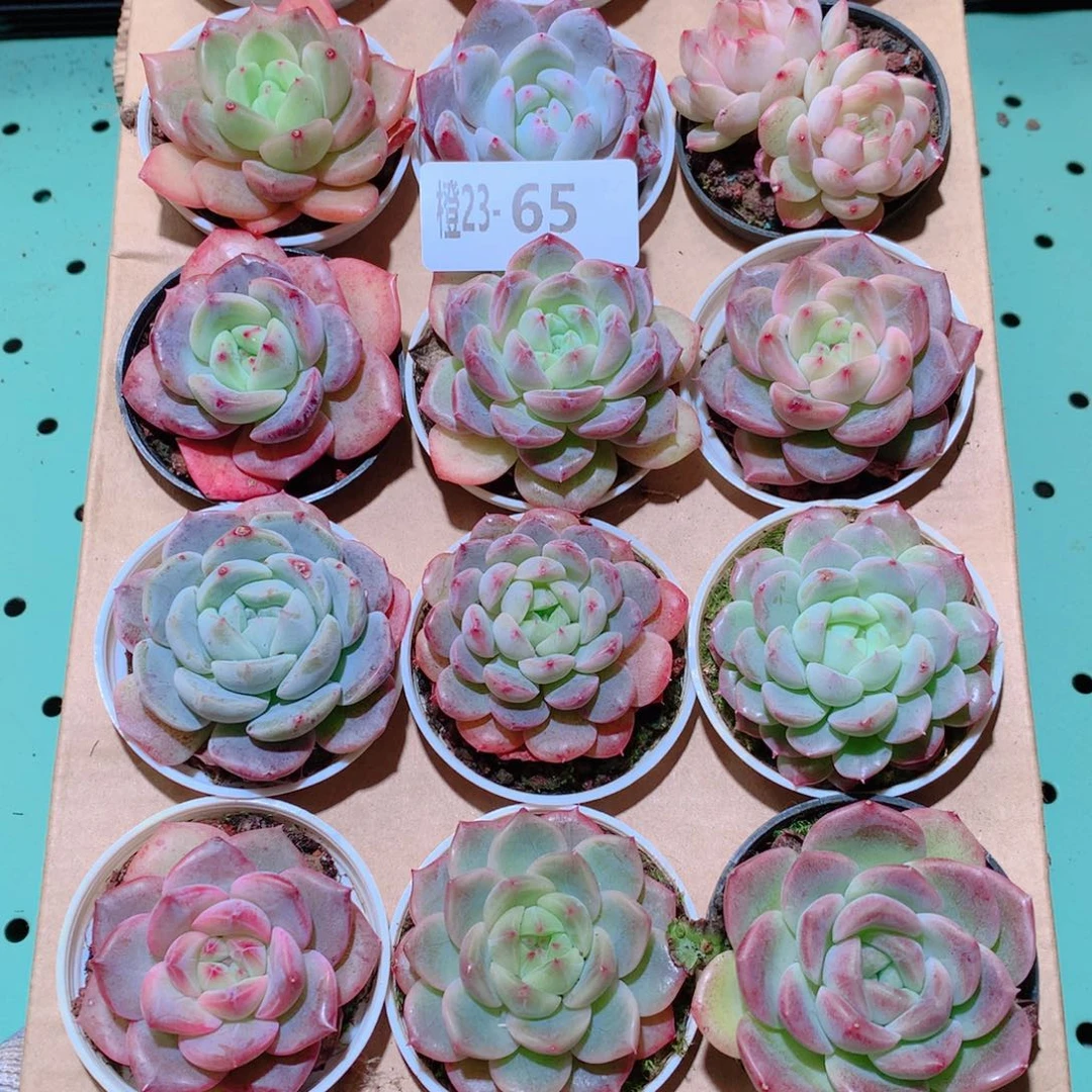 23-65一物一拍多肉带盆18颗