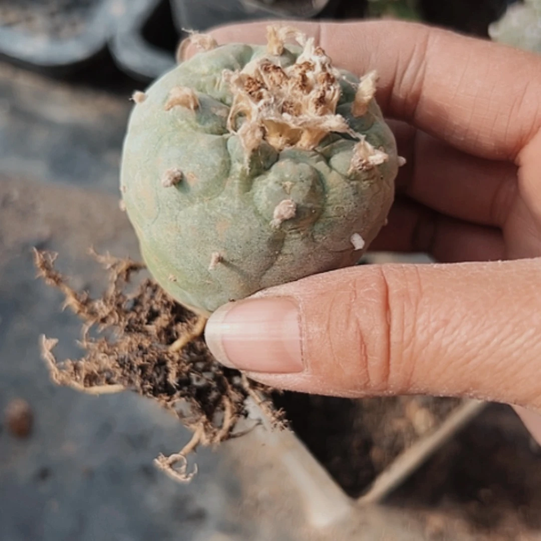 【闪购商品】959自根海鲜