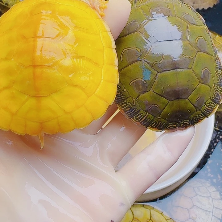 极***光绿毛龟母2222222222222