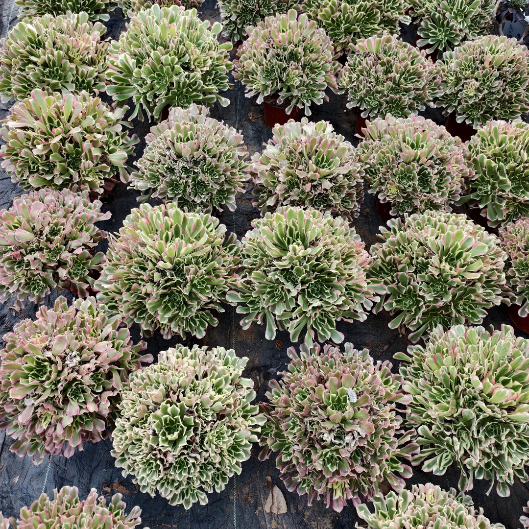 雨花石老桩法师绿植盆栽多肉植物脱土发货好看好养包邮