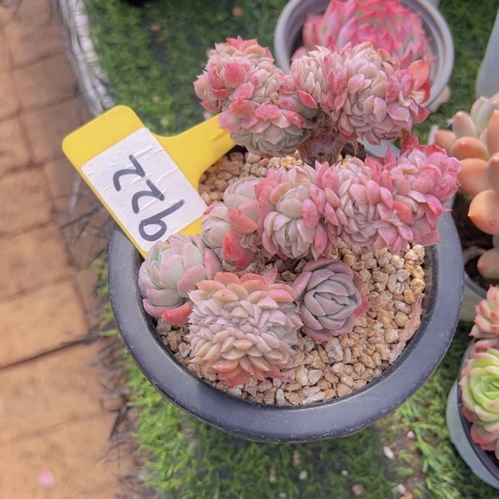 健健康康平平安安