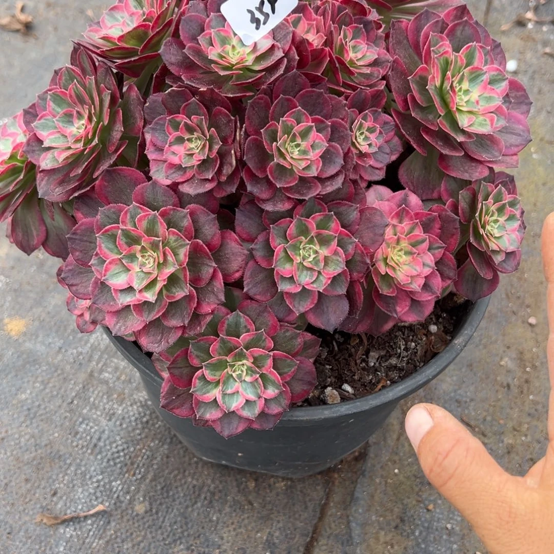 354雨荷多肉多肉多肉多肉