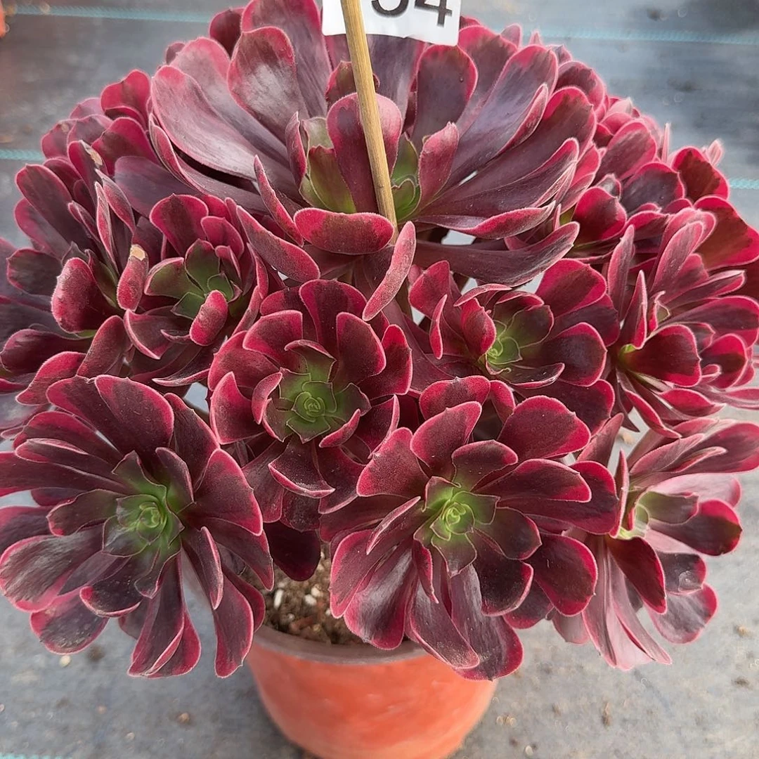 爱神法师多肉美美美154号