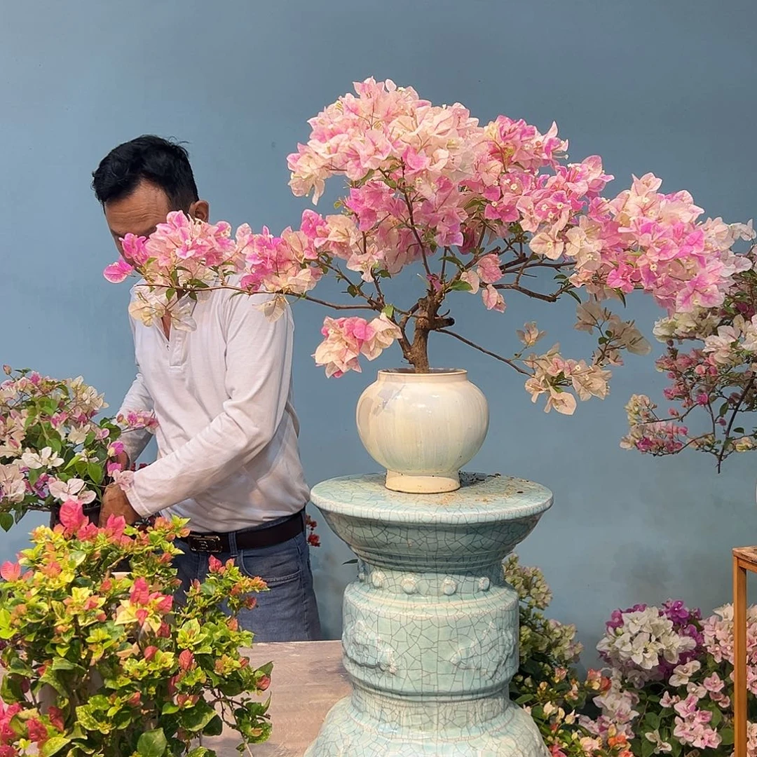 克***兰完全开放三角梅一物一拍漳红樱