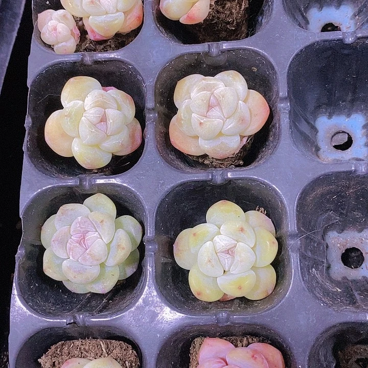 正版冰玉系列7颗