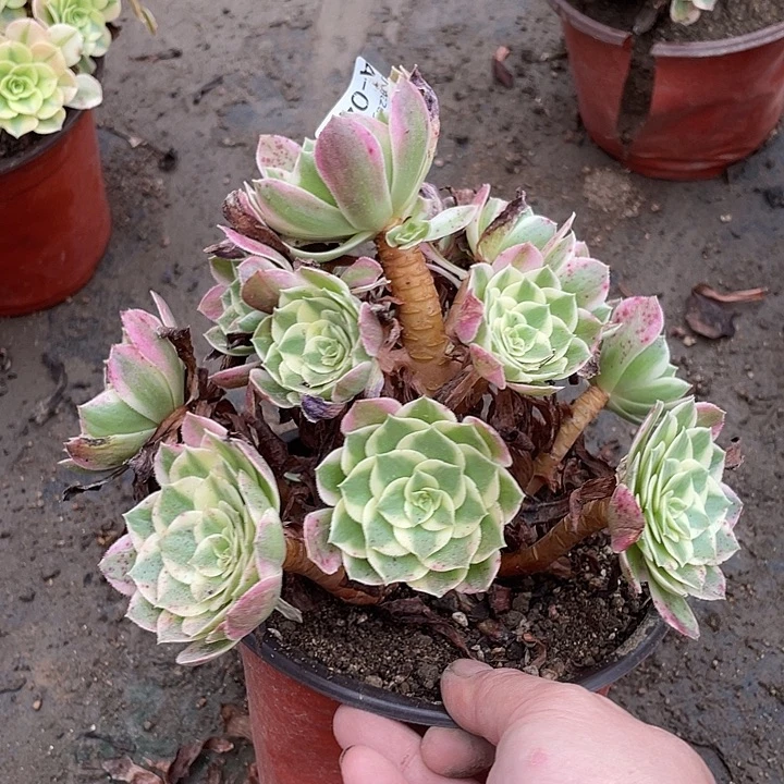 44海王多肉植物法师