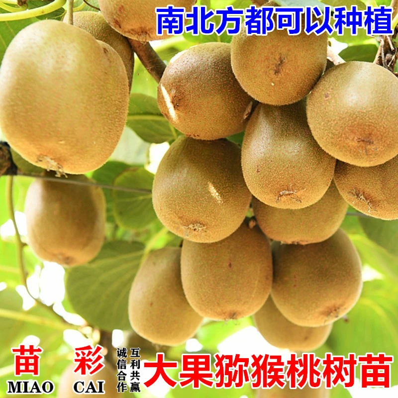 猕猴桃树果苗南方北方种植果树果苗嫁接红心软枣猕猴苗桃当年结果