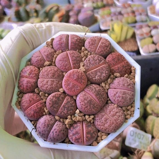 无花朵0473，1.5厘米左右如图