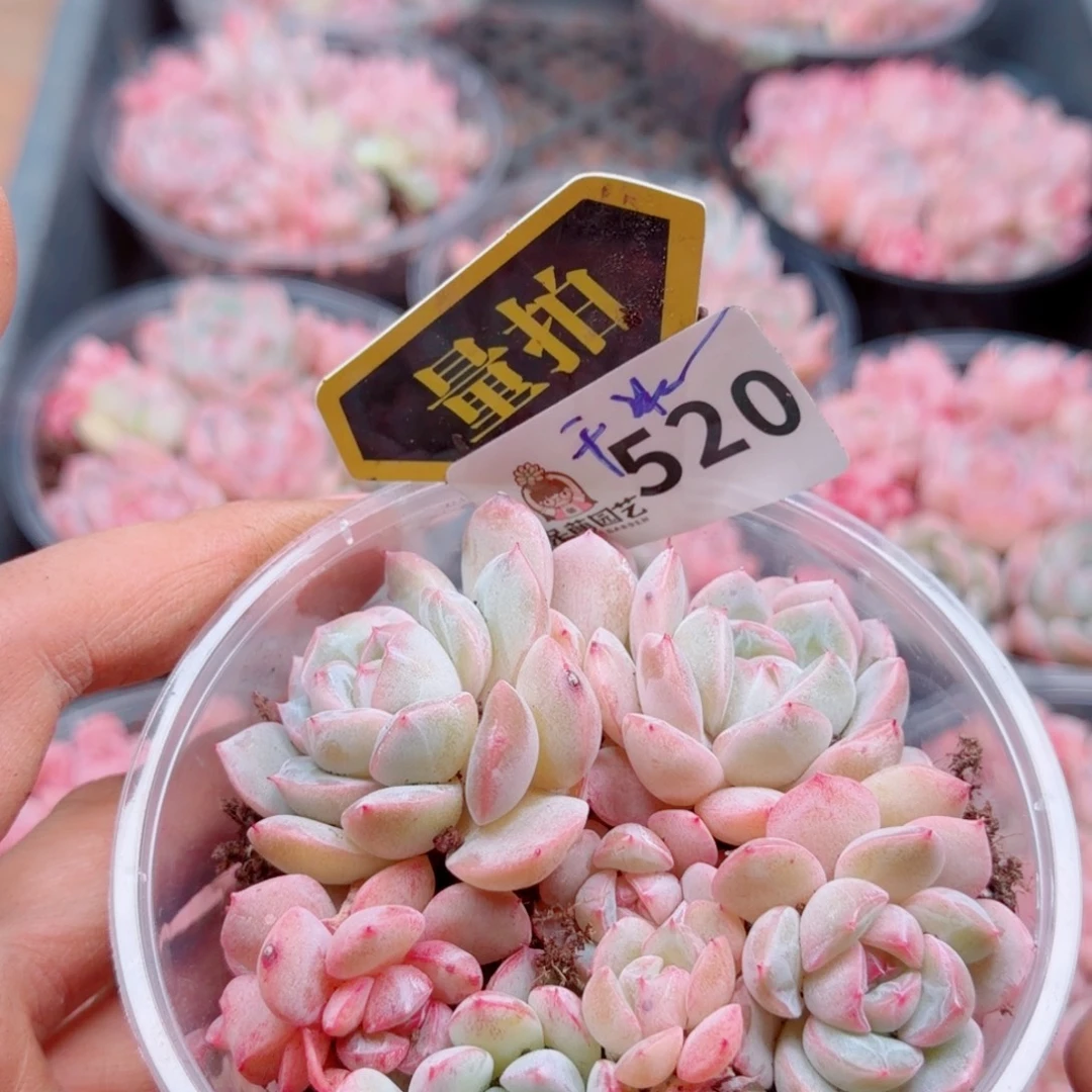 多肉植物多肉植物