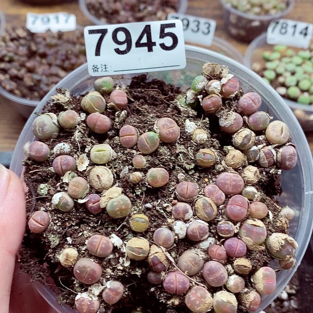 7945粉橄榄啊啦啦