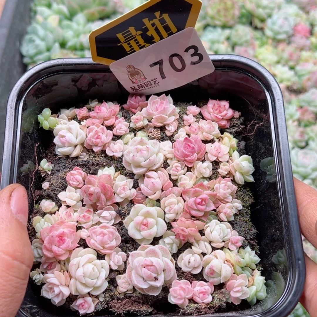 多肉植物多肉植物