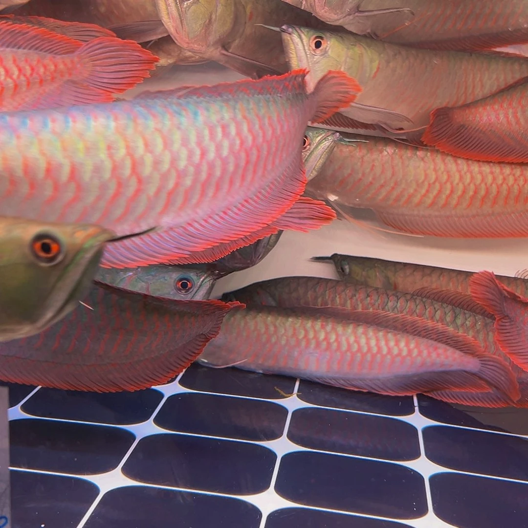 龙鱼杨*良马来西亚七彩