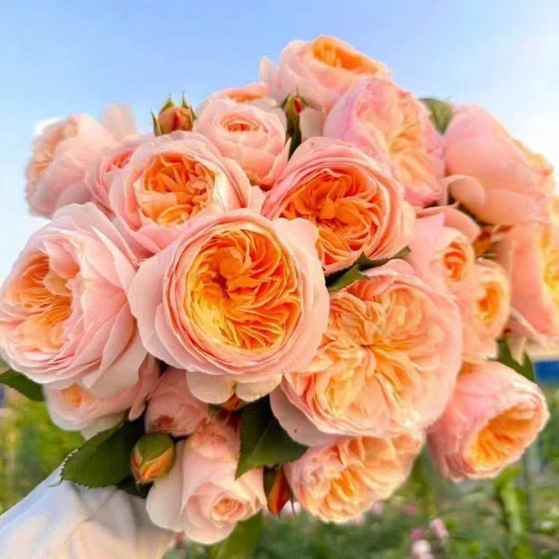 朱丽叶月季 中苗