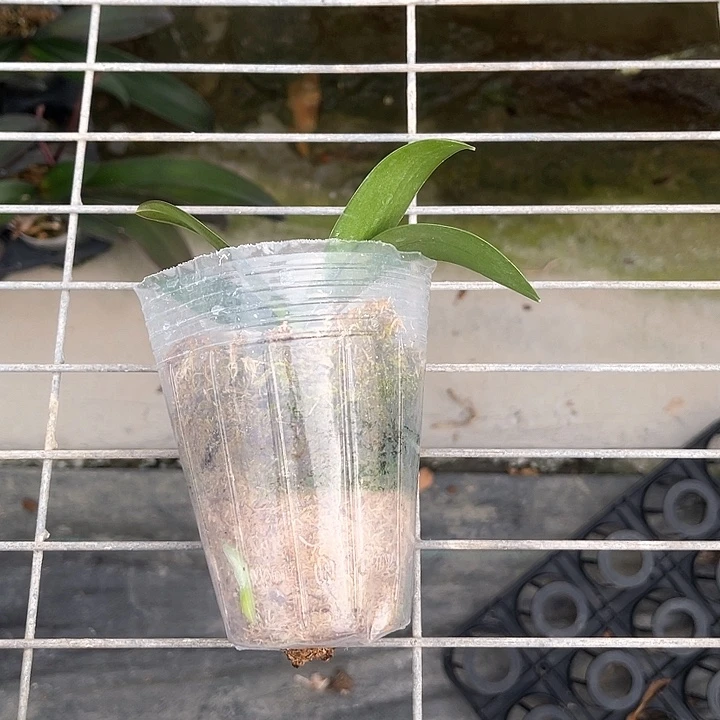 小**。金树一代1.7不待见