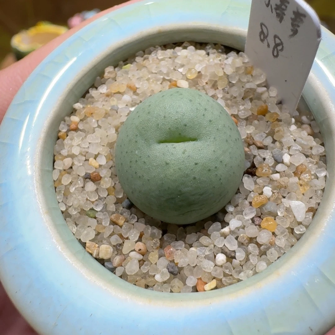 蘑菇1194小拳拳多肉植物