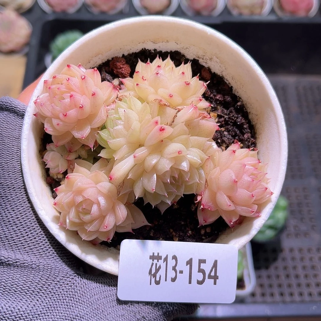 花13-154麦秆群生