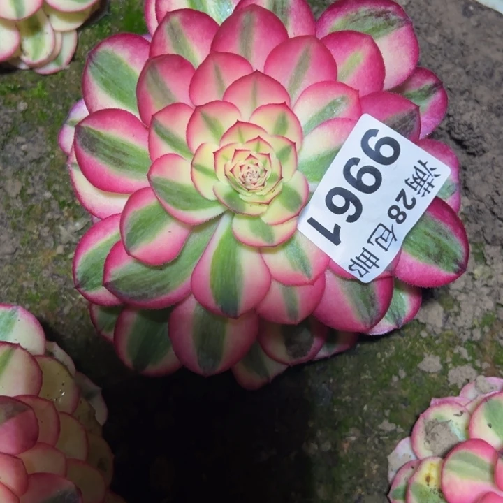 9961南荔枝多肉植物