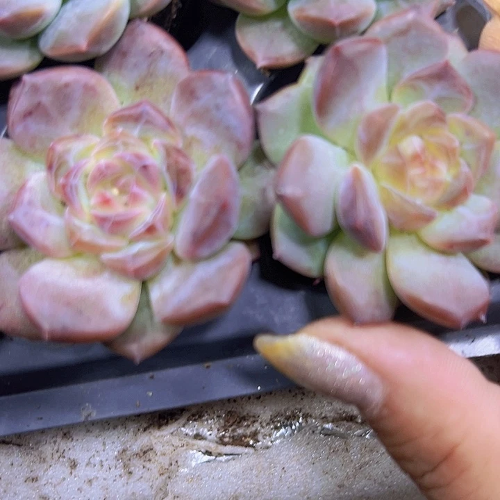 琥珀19包邮多肉植物