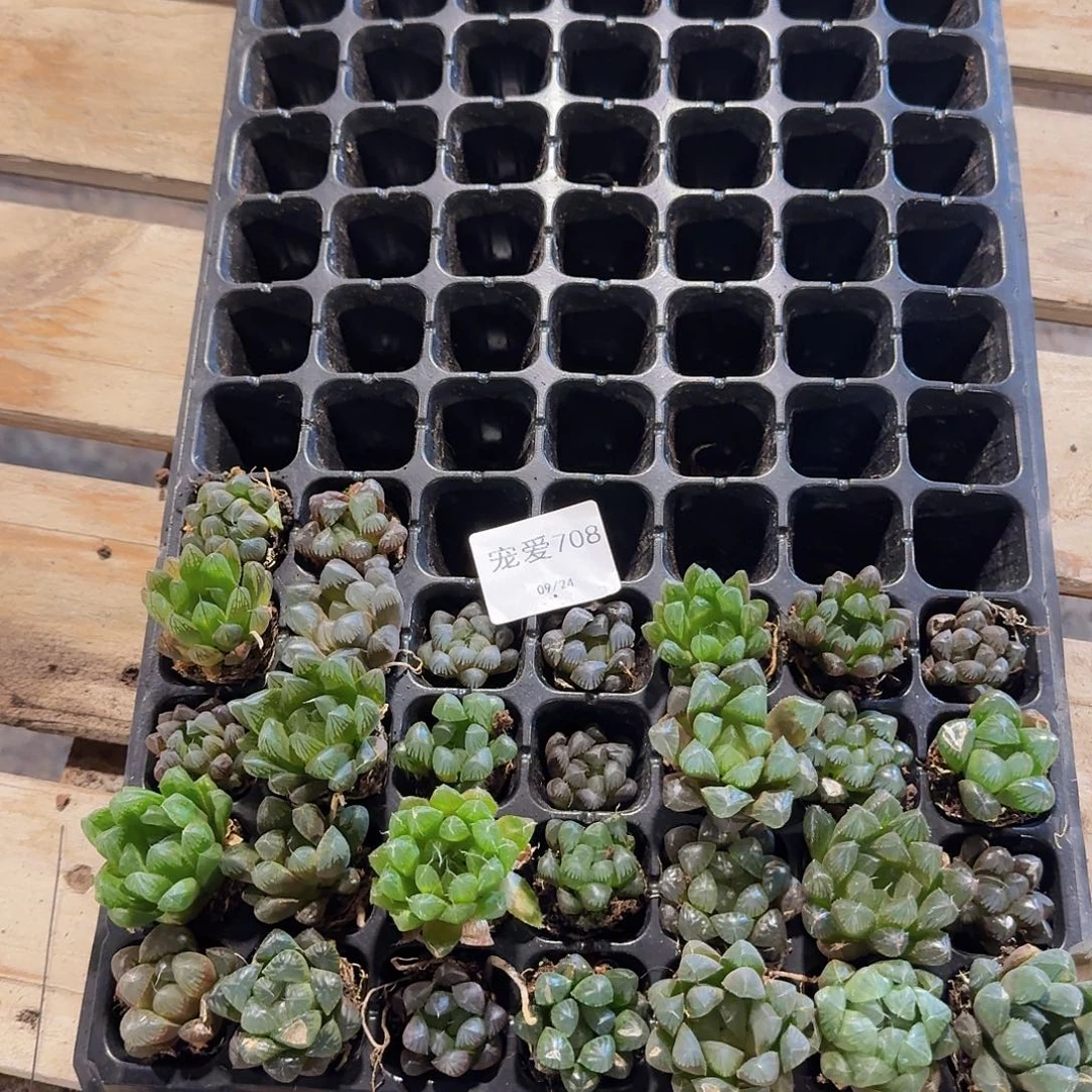 直播福利不售后708