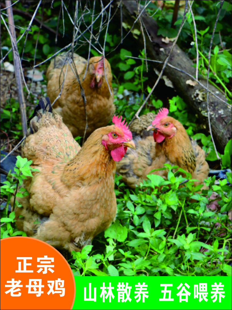 【顺丰包邮】农家散养老母鸡两年以上五谷喂养现杀现发顺丰包邮