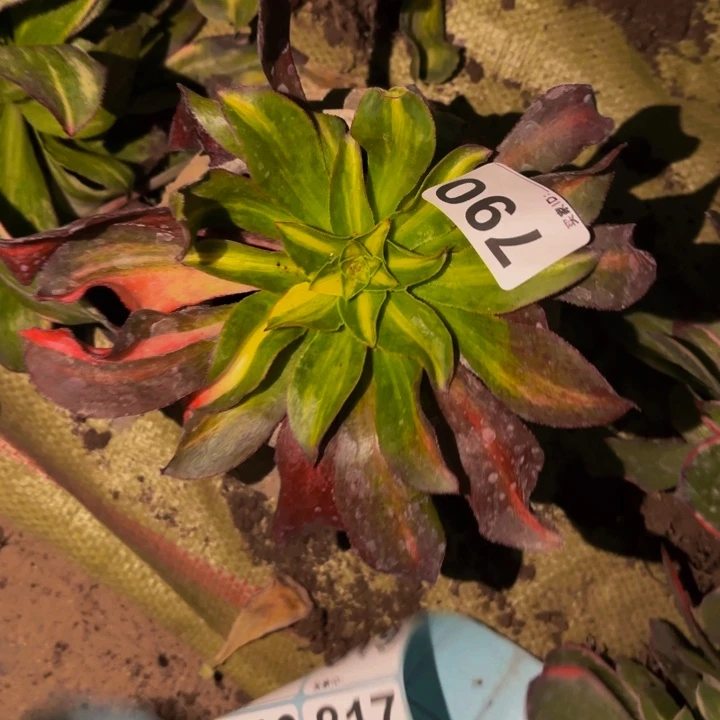 790魅影七彩多肉植物不售后中班