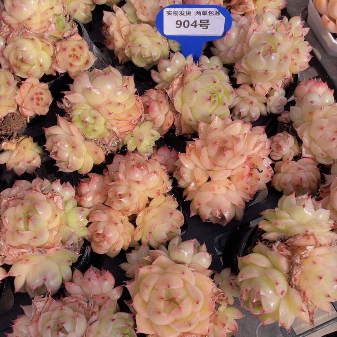 904号 黄透凤凰火麦秆大群一个