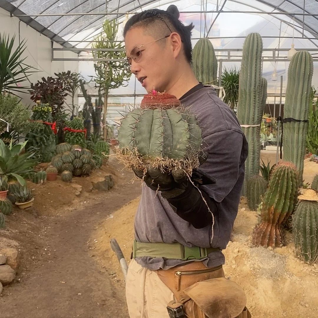 碧云直径15公分左右