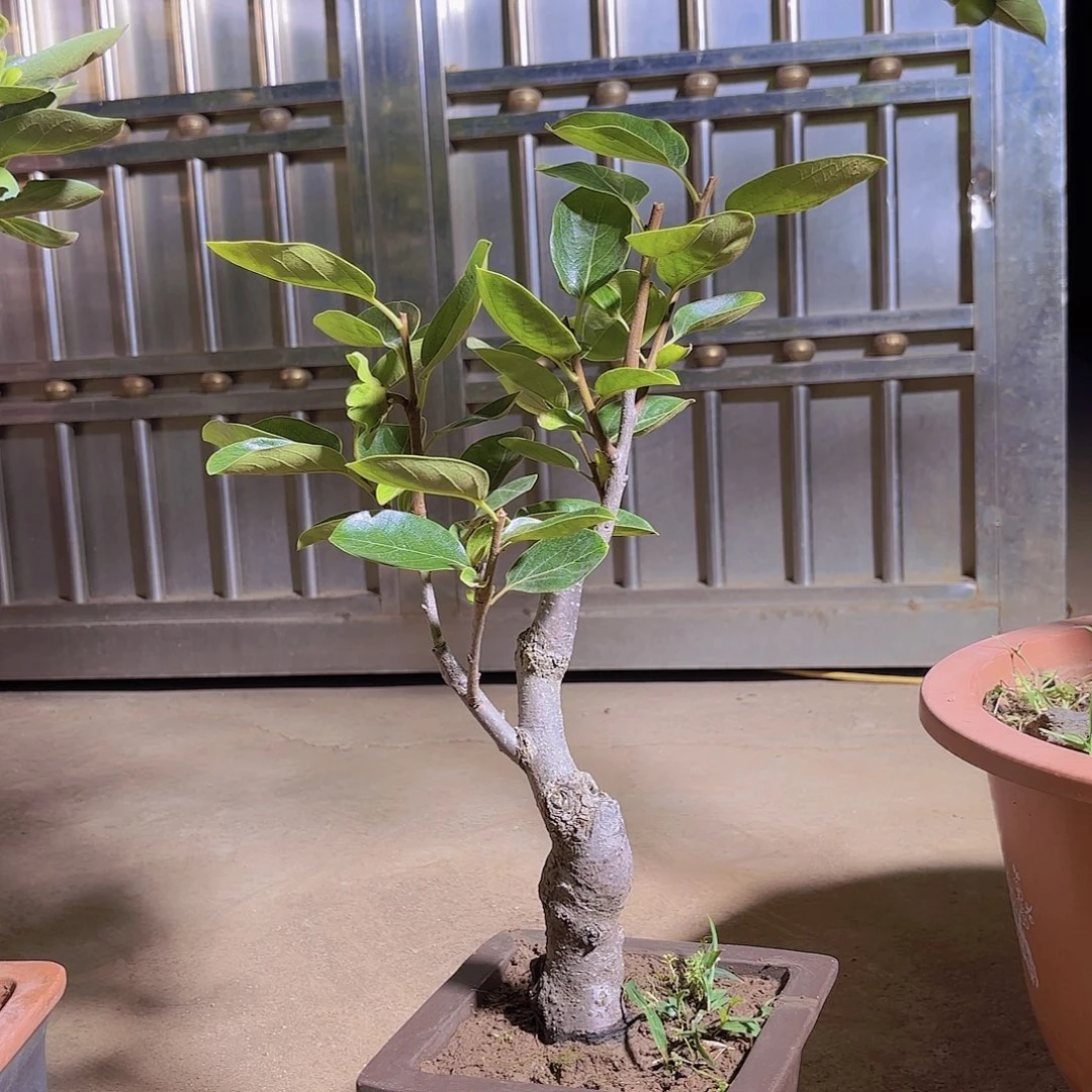 完全开放柿树盆景造型盆栽花卉