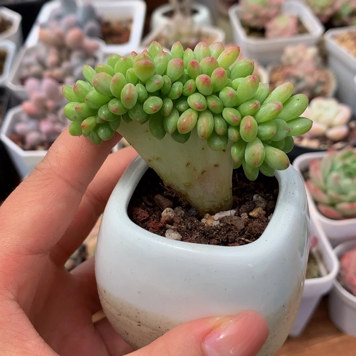 精控香格里拉缀化