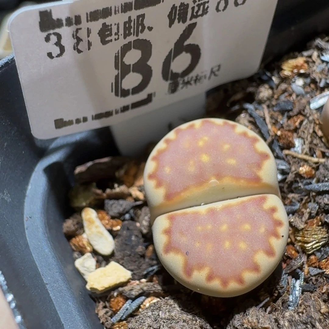 Ssss精品生石花86