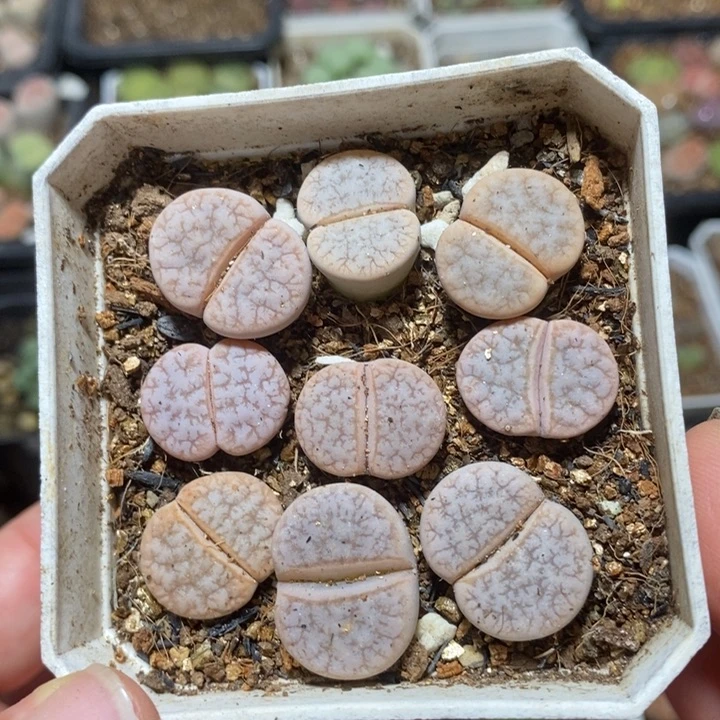 优选拿铁特价特价